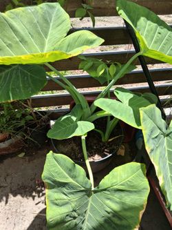 Elephant ear plants 2 in one half barrel pot