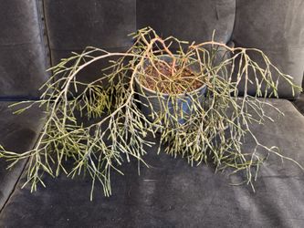 Rhipsalis Or Mistletoe Cactus House Plant