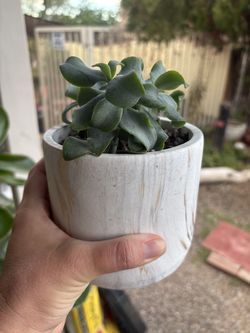 Jade Succulent in Heavy Marbled Pot