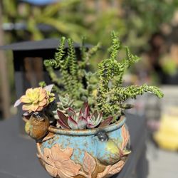 Real Succulents In Pot 