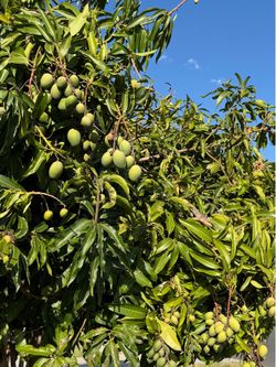 Mango Tierno/Criollo