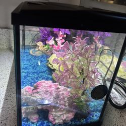 Fish Tank 