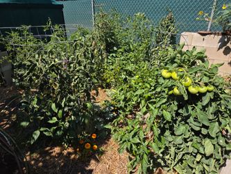 *Rare* Upgraded - Tomato Cages