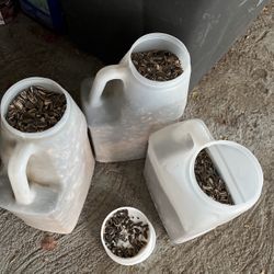 Birds Food Special  Cockatoo … Comida Para Pájaros Como Cacatúa 