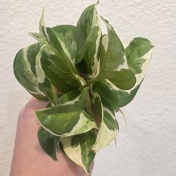 Pearls And Jade Pothos Plant Cuttings