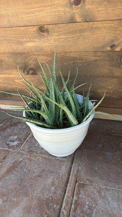 Aloe Vera