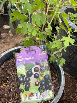 Black Currant Plant