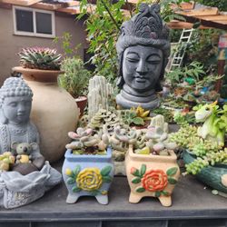 $10 EA. PLANT SALE TODAY SATURDAY IN SAN LORENZO FROM 1PM TO 5PM  TODAY  LAST ONE?