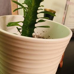 Still young Euphorbia Trigona Plant in CeramicWhite Pot