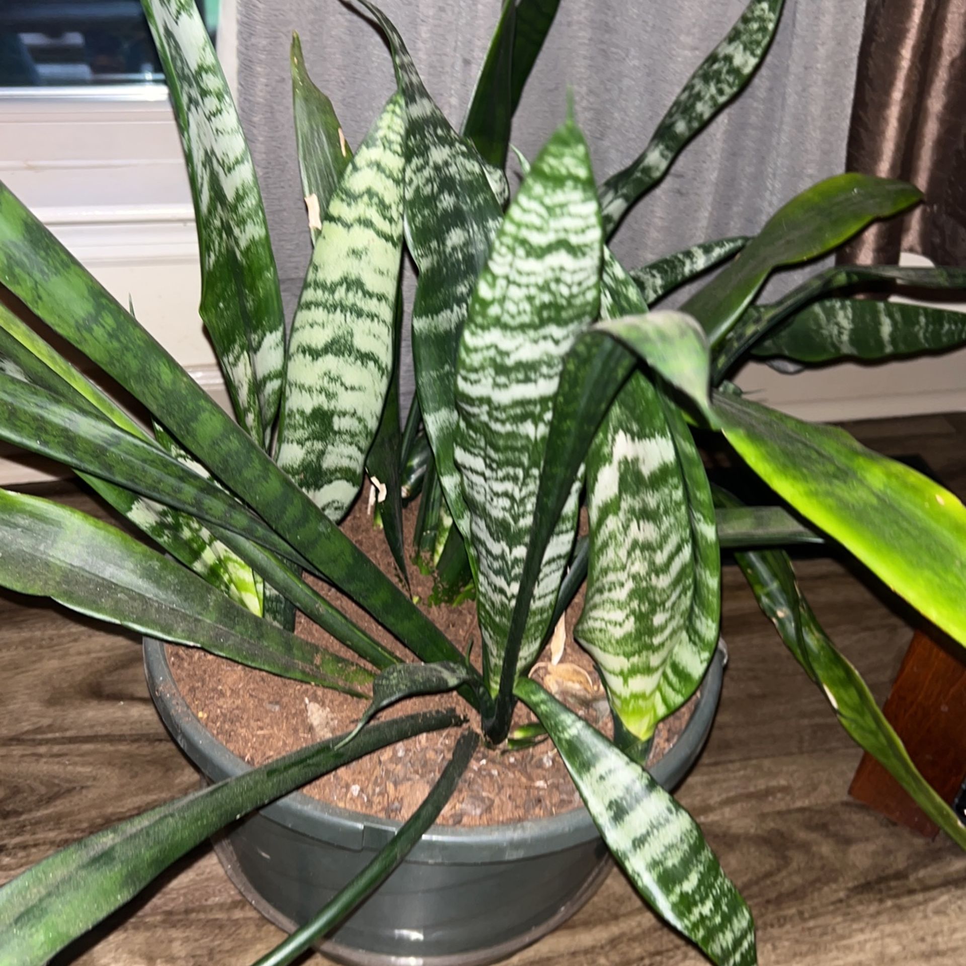 Snake Plant 