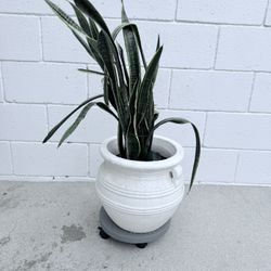 Snake Plant with Ceramic Pot