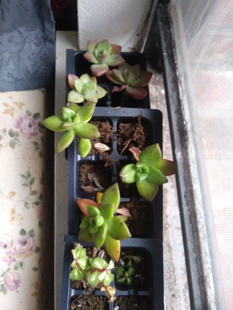 Succulents