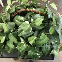 Artificial Money Plant Basket 