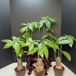Bonsai Money Tree-Stump Money Tree Plant ($12 each)