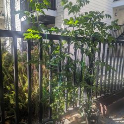 Husky Cherry Red Tomato Plant