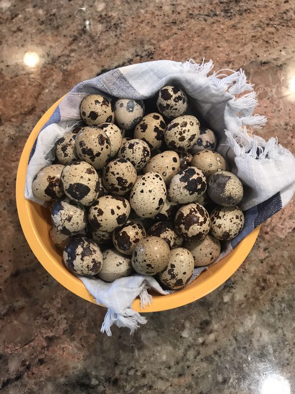 Fresh Fertile Quail Eggs for Sale in Temecula, CA OfferUp