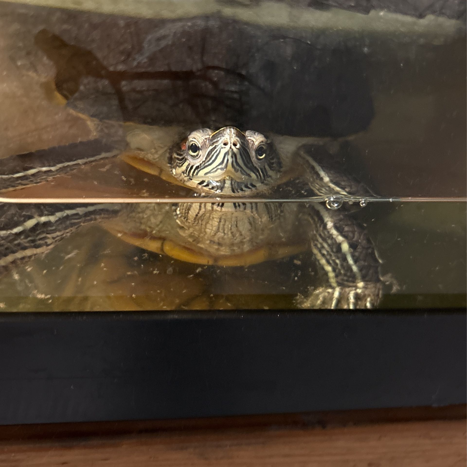 Red Ear Slider Turtle