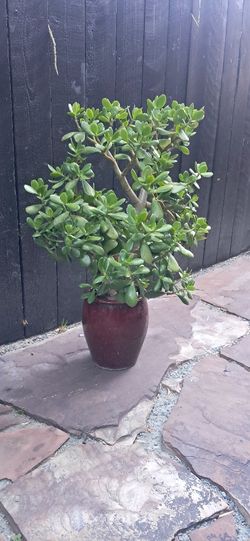 Jade Plant