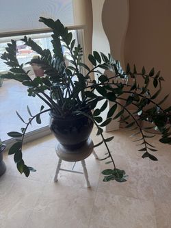 ZZ Plant