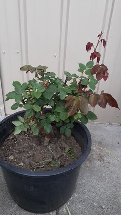 Beautiful red rose Bush