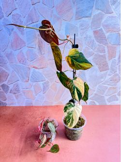 Philodendron Mican Bundle - Mican Aurea Highly Variegated & Pink MINT MICANS