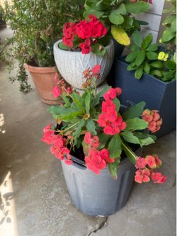 Crown-of-thorns plant