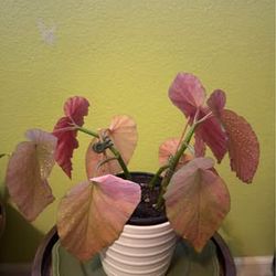 Polka dot Begonia Angel Wing Begonia 12”