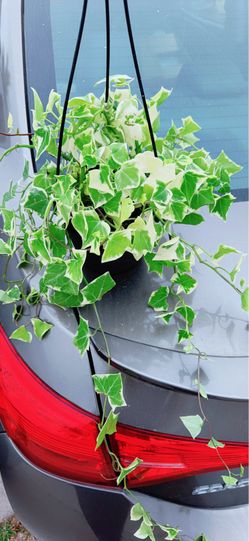 Beautiful English Ivy Plants