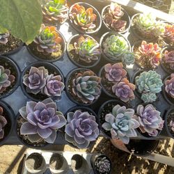 Beautiful Succulents