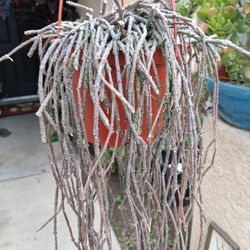 RARE. Cynanchum Bundle of Sticks Plant $40
