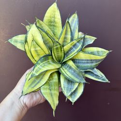 4” sansiveria hanhii gold