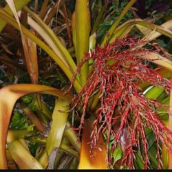 Orange Bromeliads With Red Flower Spikes