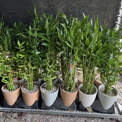 Lucky Bamboo In Ceramic Pot. SPECIAL PRICE 🤩