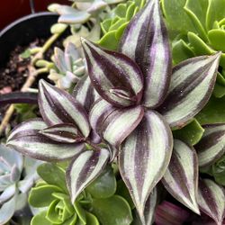 Tradescantia Plant
