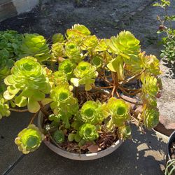 Succulent 