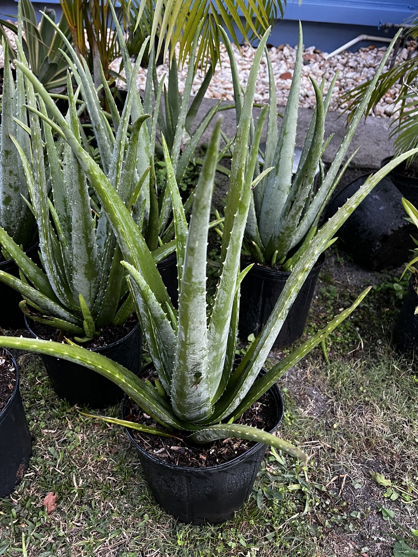 LARGE ALOE VERA PLANT (3 gallon pot) Said To Have Health Benefits