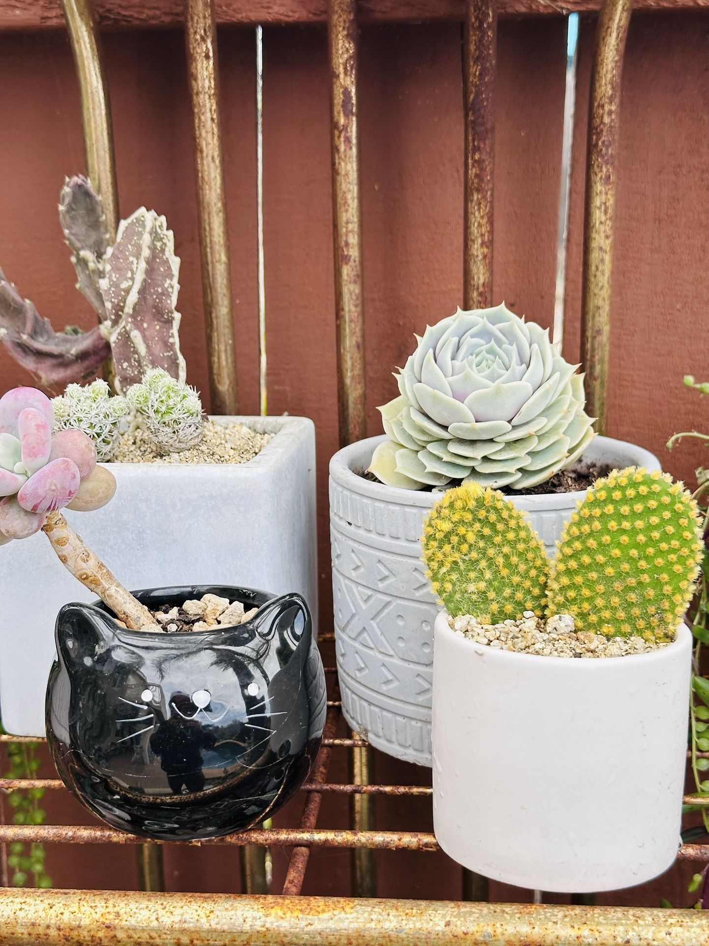 White Ceramic Pot With Bunny Cactus