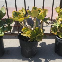  Kalancchoe (Flapjack) 12" High 10" Diam Potted Succulent.