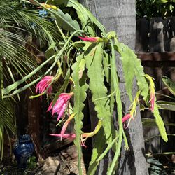 Pink/Fuchsia Epiphyllum Catus Orchid Plants In 1 Gallon Pot