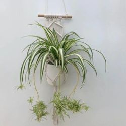 Spider Plant Spiderettes