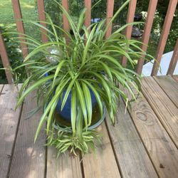 Plant Cutting (spider Plant )