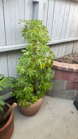 Umbrella plant