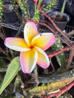 Cutting plumeria