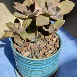 6"H Aqua Ceramic Textured Planter With Saucer Drainage Hole Succulents