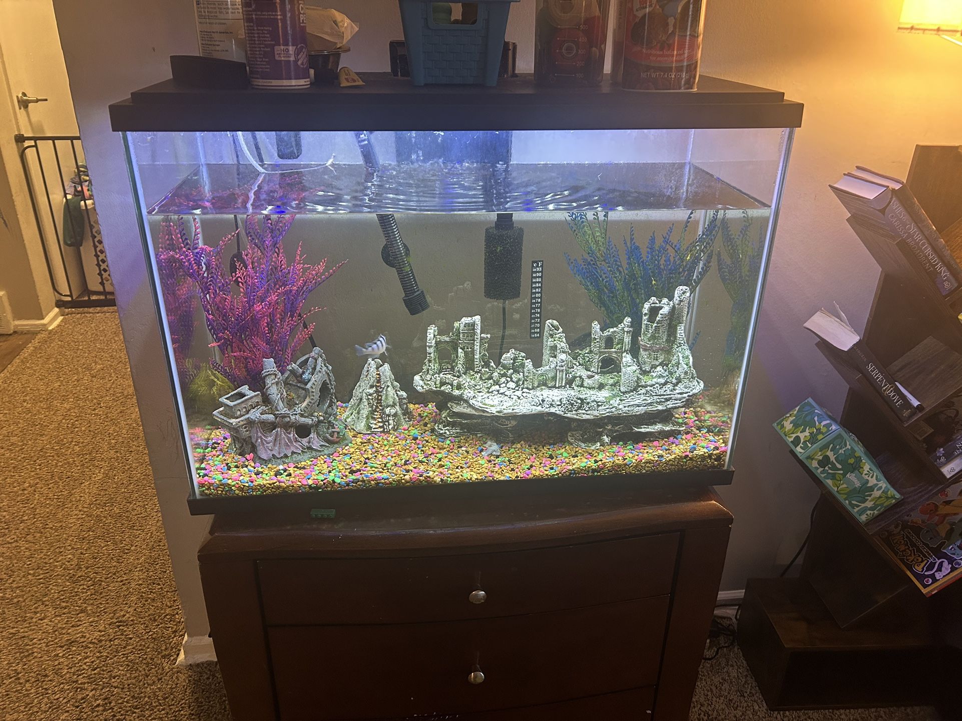 29gal Tank