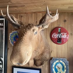 Moose Head Mount