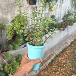 Money Tree 🌲 Jade 