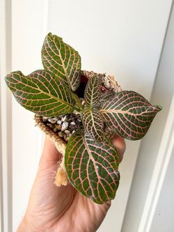 Nerve Plant