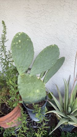 Planta de nopal