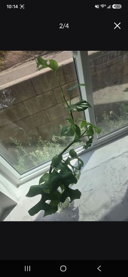 Plants